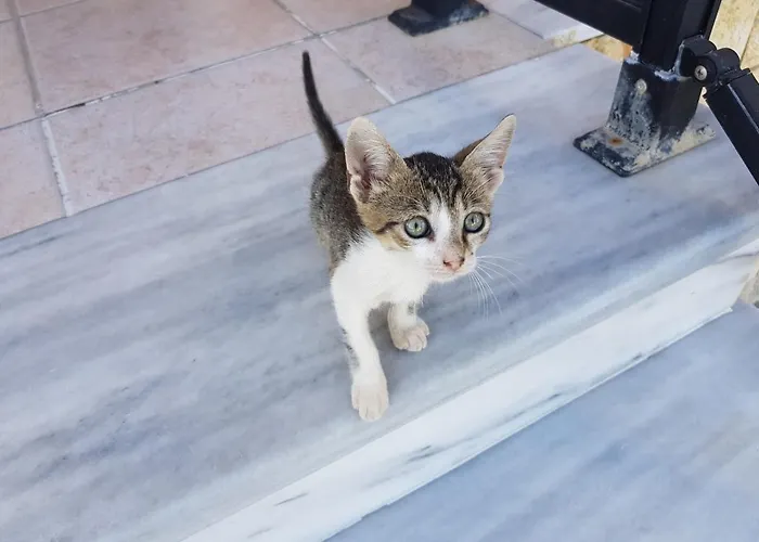 Mystic Garden Ζάκυνθος Πόλη